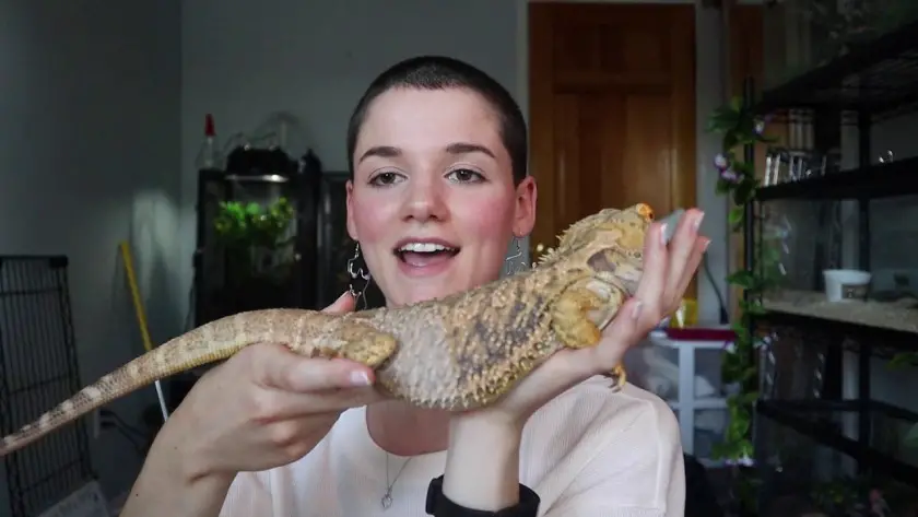 Can a Bearded Dragon Be a Service Animal?