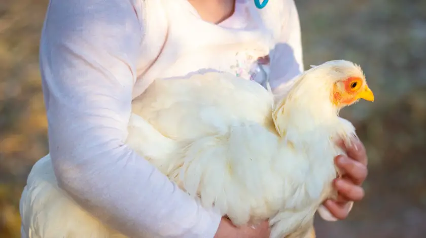 Can a Chicken Be a Service Animal? (Answered)