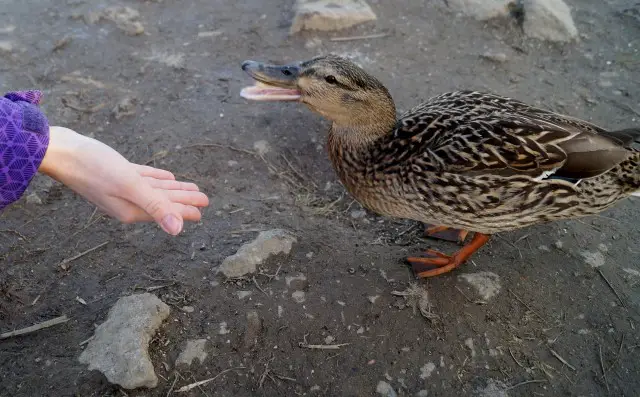 can ducks be a service animal