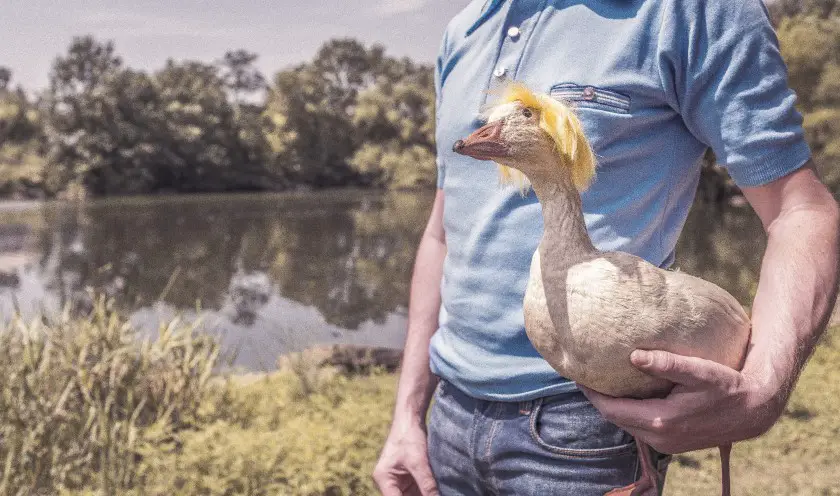 can a duck be a service animal