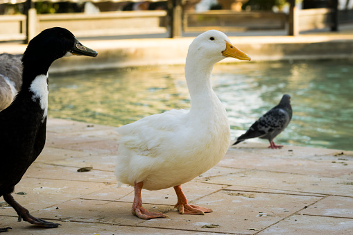 duck as a service animal