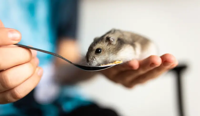 can a hamster be a service animal
